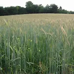 Prázdninový dům In Near Bemelerberg Reserve