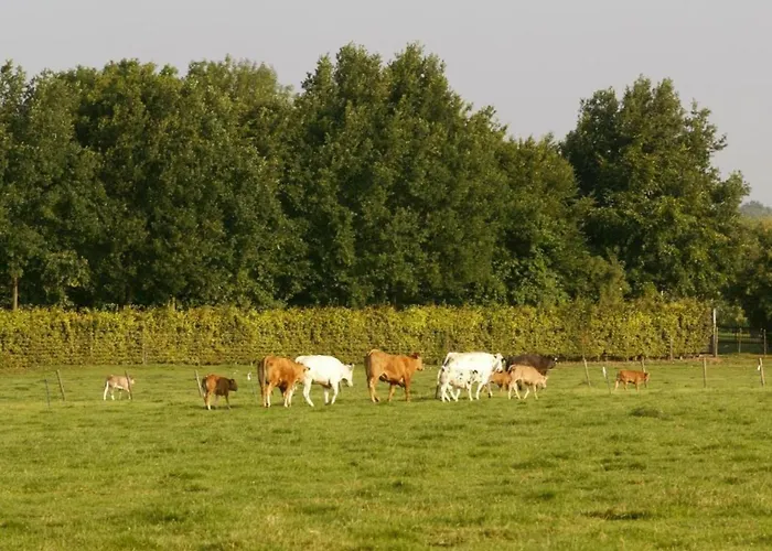 In Near Bemelerberg Reserve Bemelen