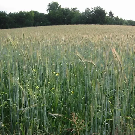 펜션 In Near Bemelerberg Reserve
